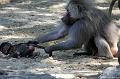 2010-08-24 (618) Aanranding en mishandeling gebeurd ook in de apenwereld